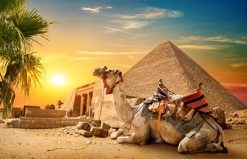 Camels in front of pyramids