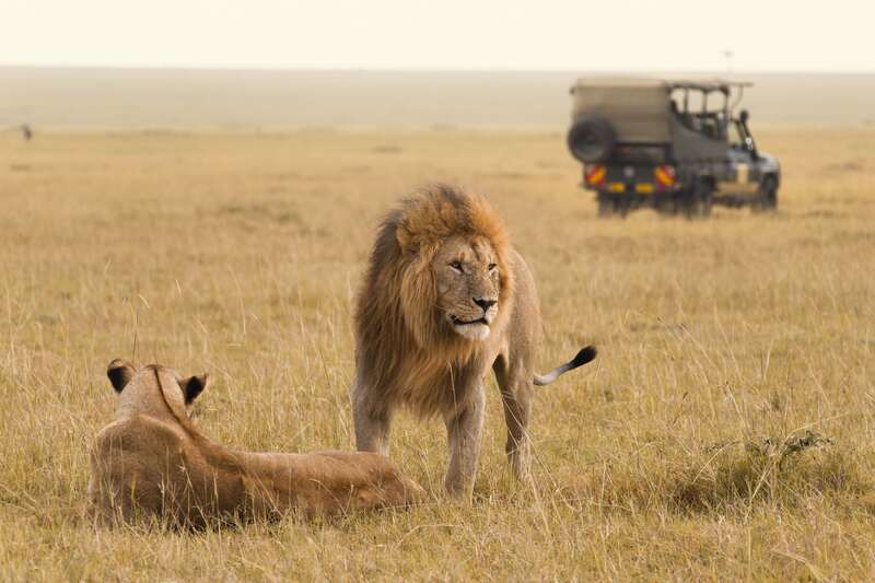 Lions and safari jeep in Africa